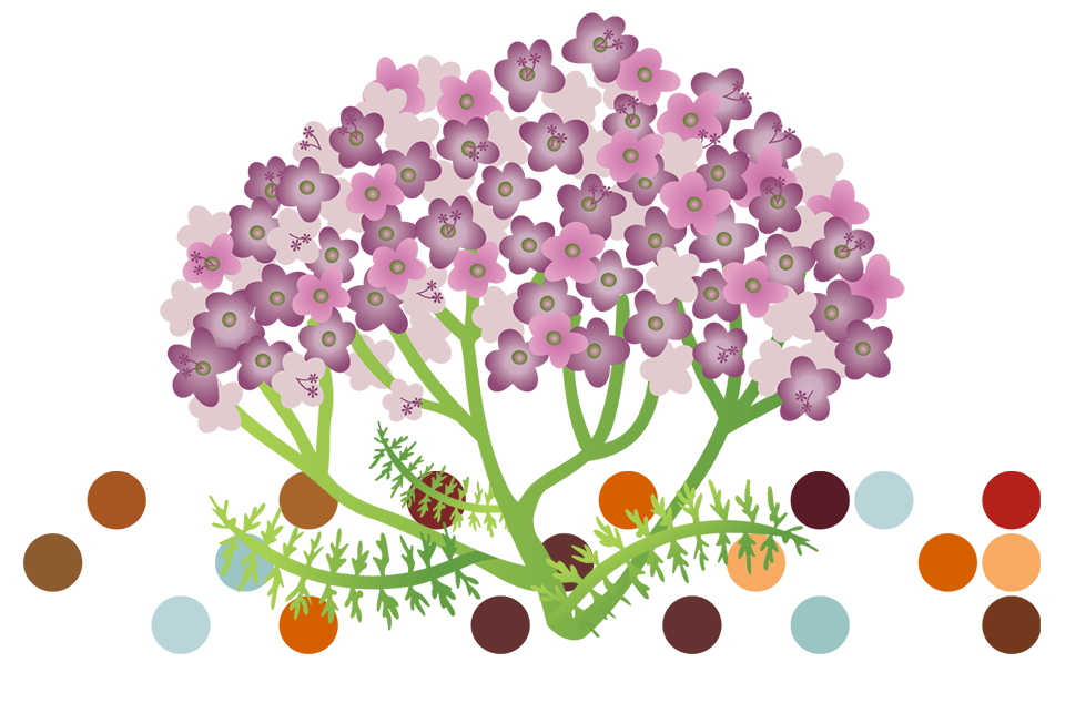Illustration af baldrianplante, som anvendes som ingrediens i APOVIT Good Night.