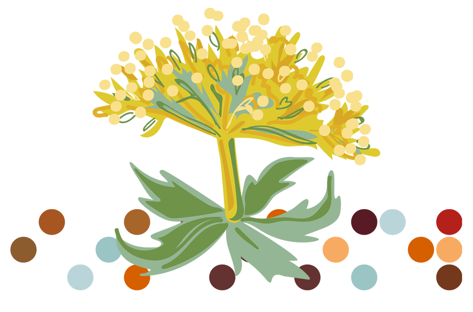 Illustration af rosenrodplante, som anvendes som ingrediens i APOVIT B Stress Balance.